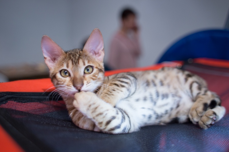 "Зважений і пухнастий": кіт Кекс виграв битву гігантів на виставці в Києві